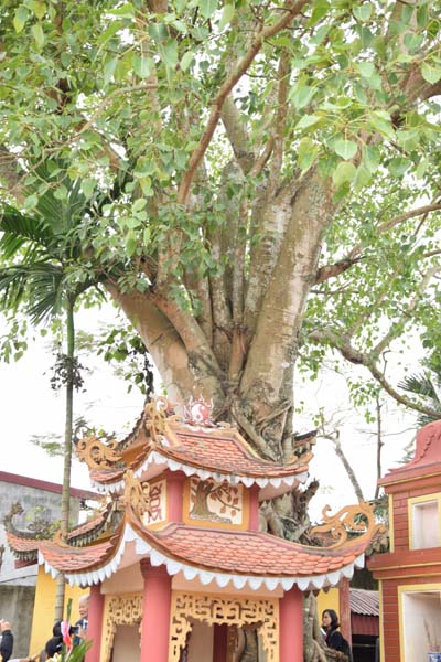 Cây[-]Bồ[-]đề[-]“trời[-]trồng”[-]trên[-]ngôi[-]mộ[-]cổ[-]và[-]cây[-]Bàng[-]500[-]tuổi[-]ở[-]Hải[-]Phòng[-]được[-]vinh[-]danh[-]Cây[-]Di[-]sản[-]Việt[-]Nam